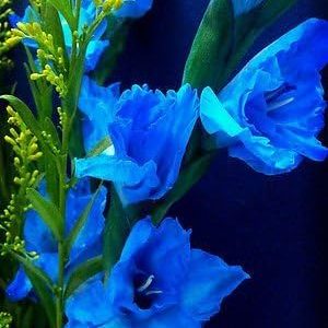 5 Gladiolus Blue Color Flower Bulb Perennials Summer Plant
