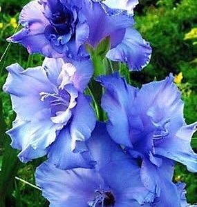 5 Gladiolus Blue Color Flower Bulb Perennials Summer Plant