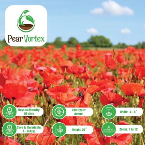 50000 Red Flanders Poppy Seeds – Non GMO Heirloom Poppy Seeds – California Poppy Seeds – Poppy Seeds for Planting – Perennial Flower Seeds – Poppy Seed – Poppy Flower Seeds