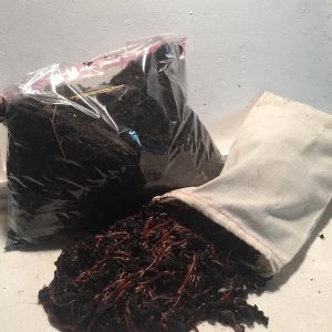 250 Red Worms Red Wigglers Compost Worms